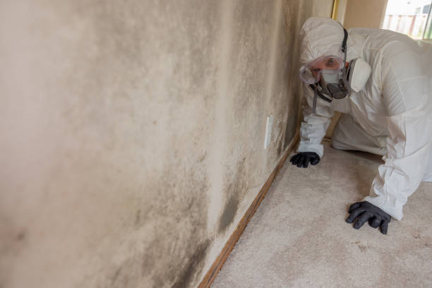 Trenton, OH Mold Removal Services Company